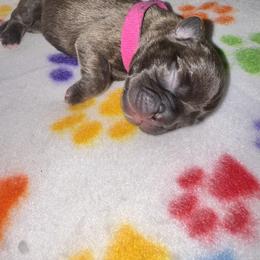 French Bulldog Puppies from jack & Ruby's Frenchies