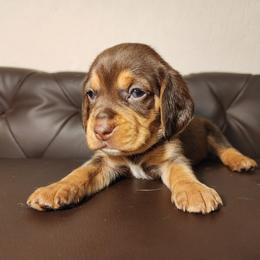 Hope - Brown white and tan female Beagle puppy in Bois D Arc, Missouri from Country Home Pets and Farm