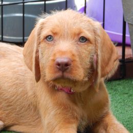 Weimaraner and Wirehaired Vizsla Puppies from Willow Ridge Kennel