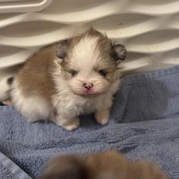 Theodore - Cream parti male Pomeranian puppy in North Port, Florida from POMRITA POM’S