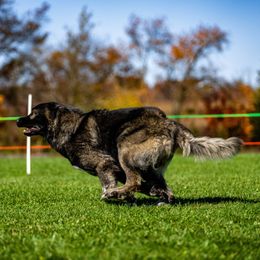Caucasian Shepherd Dogs from Guardian Angel Caucasian Shepherds