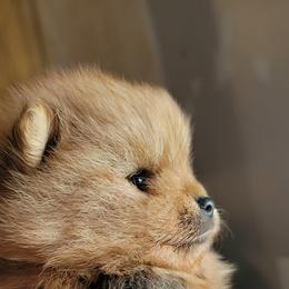 Pomeranian Puppies from Gypsy Poms