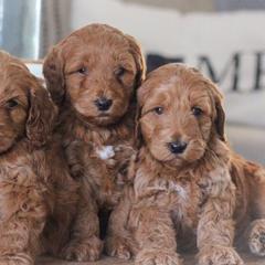 Goldendoodles from Darlin’ Doodles of League City