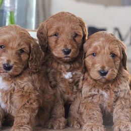 Goldendoodles from Darlin’ Doodles of League City