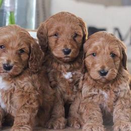 Goldendoodles from Darlin’ Doodles of League City