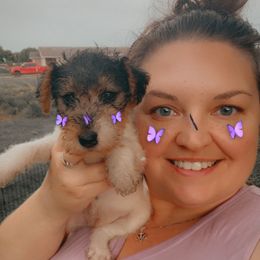 Bobsy - White black and tan female Wire Fox Terrier puppy in Ennis, Texas from Syrayed Farm