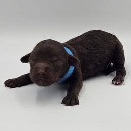 Blue Male - Brown and white male Cockapoo puppy in Mocksville, North Carolina from Hunting Creek Farms