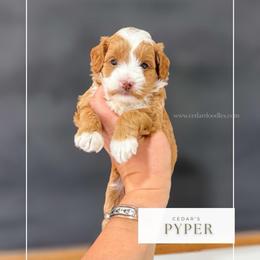 P Y P E R - Red  female Goldendoodle puppy in Cedar City, Utah from Cedar Doodles- Home of the Teddybear Goldendoodle