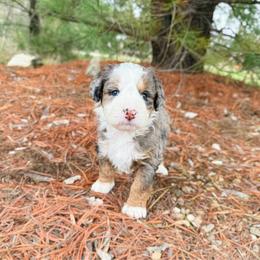 Pearl - Blue merle female Bernedoodle puppy in Wamego, Kansas from Doodles of Oz