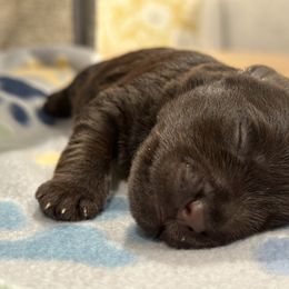 Miniature Schnauzer Puppies from The schnauzer Shack