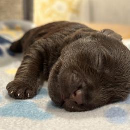 Miniature Schnauzer Puppies from The schnauzer Shack