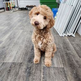 Azalea - Goldendoodle