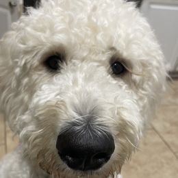 Emma - Goldendoodle