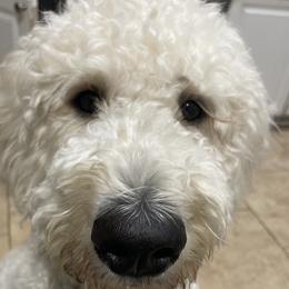 Emma - Goldendoodle