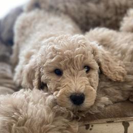 Hugo (Gray Collar) - Caramel cream male Labradoodle puppy in Toledo, Washington from Bigfoot Doodles