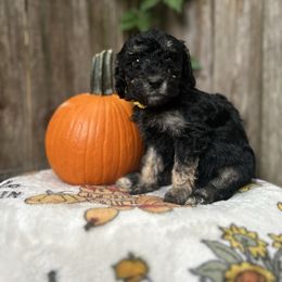 Nutmeg - Phantom female Goldendoodle puppy in Atlantic Beach, Florida from Glamorous Golden Doodles