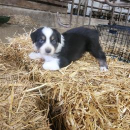 Boy 2 - Black tri-color male Australian Shepherd puppy in Jersey Shore, Pennsylvania from Lone Tree Aussies