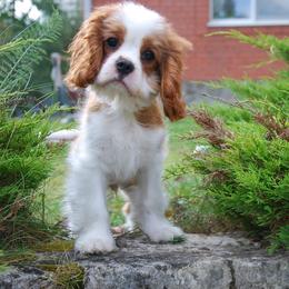 Cavalier King Charles Spaniel Puppies from Halloweentown cavaliers