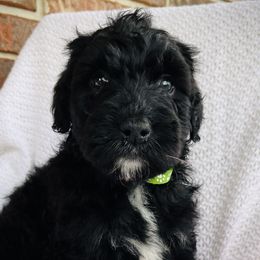 Girl 5 - Black and white Bernedoodle puppy in Jamestown, Tennessee from Yellow Cliff Doodles