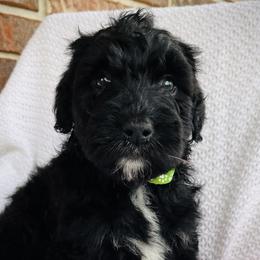 Girl 5 - Black and white Bernedoodle puppy in Jamestown, Tennessee from Yellow Cliff Doodles