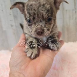 London - Merle female Chihuahua puppy in Bowdon, Georgia from Paschal's Pups