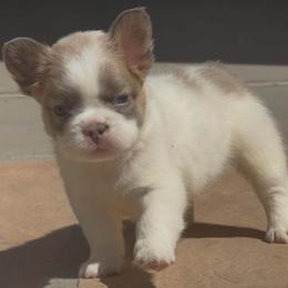 Teddy - Fawn and white male French Bulldog puppy in Peoria, Arizona from A Quality French Bulldogs AZ