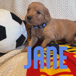 Jane - Golden female Golden Retriever puppy in Salt Lake City, Utah from Soaring golden retrievers