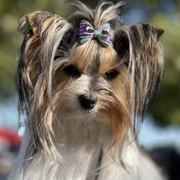 Biewer Terriers from Rose Creek Biewer Terriers