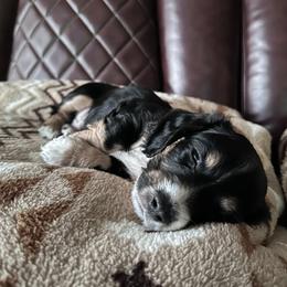 Blue Boy - Dapple male Dachshund puppy in Waukegan, Illinois from Rolling and Howling Basset Hounds and Dachshunds