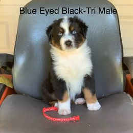 Australian Shepherd Puppies from LIT Aussies