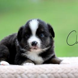 Shuffle - Black tri male Miniature Australian Shepherd puppy in Prague, Oklahoma from Clay Creek Aussies