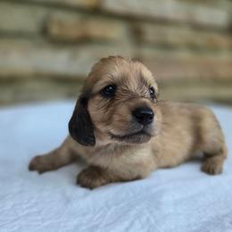 Nalu - Cream male Dachshund puppy in Eldon, Missouri from Pure Joy Dachshunds