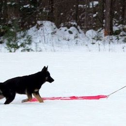 German Shepherd Puppies from Select Shepherds