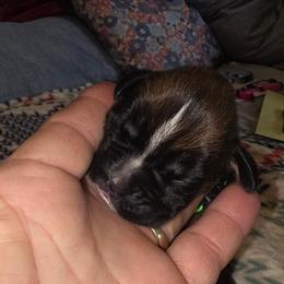 Green girl - Fawn female Boxer puppy in Titusville, Florida from Saskobox