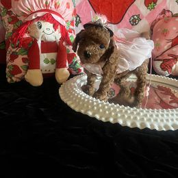 Assorted Doodle Crosses, Maltese, and Poodle Puppies from House of Poodles