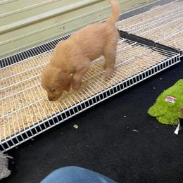 Golden Retriever Puppies from Mueller’s Furry Farm