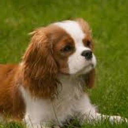 Lili - Cavalier King Charles Spaniel