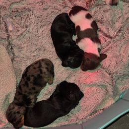Dachshund Puppies from Mini Dachshund Loves