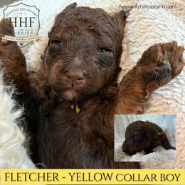FLETCHER - Yellow Collar Boy - Phantom male Poodle puppy in Charlo, Montana from Heavenly Hilltop Farm
