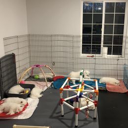 Samoyed Puppies from HaleStorm Samoyeds