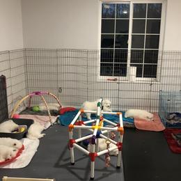 Samoyed Puppies from HaleStorm Samoyeds