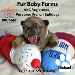 Michael - Blue fawn male French Bulldog puppy in Michigan from Fur Baby Farms