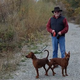 German Pinscher All Grown Up from RiverRAT Barn Hunt