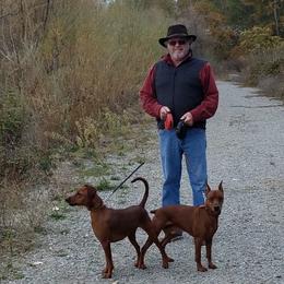 German Pinscher All Grown Up from RiverRAT Barn Hunt