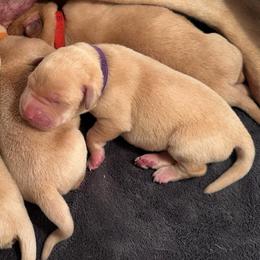 Violet - Yellow female Labrador Retriever puppy in Rock Hill, South Carolina from North Star Retrievers