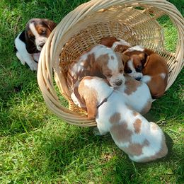 Basset Hound Puppies from Out Law Hounds Den