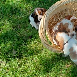 Basset Hound Puppies from Out Law Hounds Den