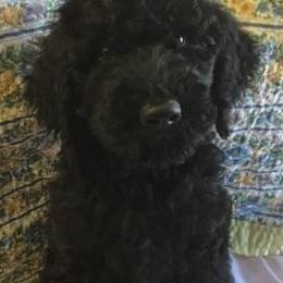 Assorted Doodle Crosses, Goldendoodles, and Poodles from Deb's Doodles