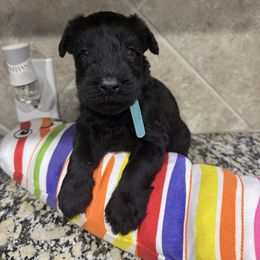 Teal - Black female Giant Schnauzer puppy in Pearland, Texas from K & S Schnauzers