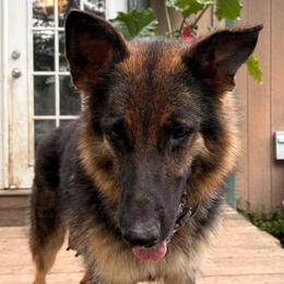 Rhaenys - German Shepherd